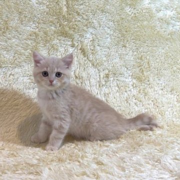 スコティッシュフォールド(立ち耳)【千葉県・男の子・2023年3月16日・クリームタビー】の写真「遊ぶことが大好き♡」