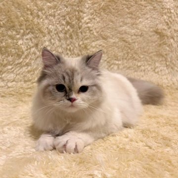 マンチカン【千葉県・女の子・2023年7月5日・シールポイント】の写真「人懐こくてかわいい！！　ふわふわな女の子です。」