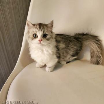 マンチカン(短足)【千葉県・女の子・2022年7月22日・シルバースポテッドタビー】の写真「当店の猫ちゃんは全て韓国猫となります。」