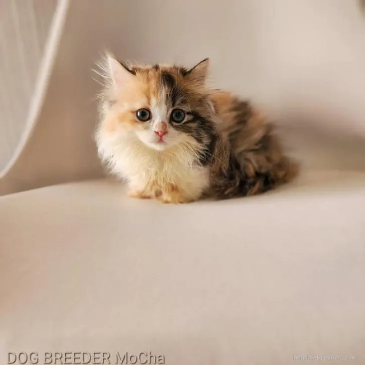 ID:2207-02709の子猫