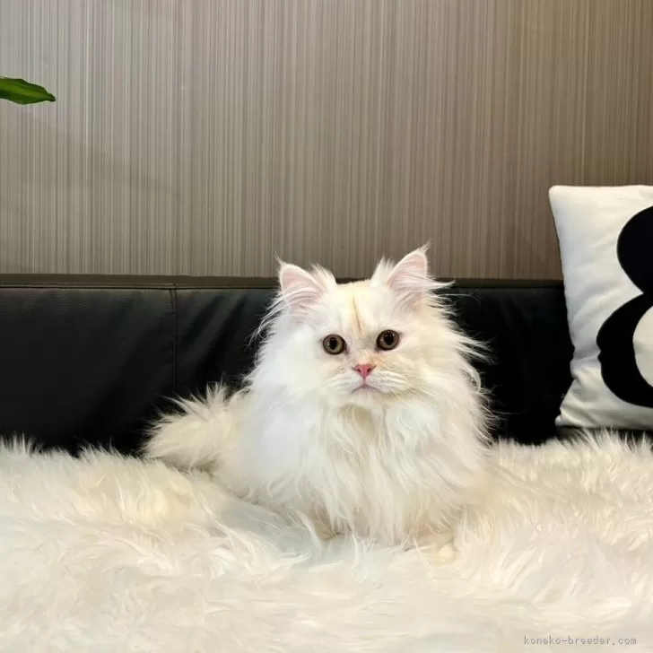 ID:2409-02431の子猫