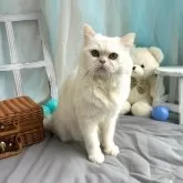 ミックス