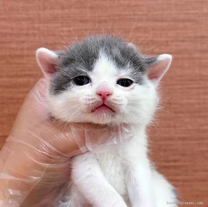 ID:2402-02239の子猫