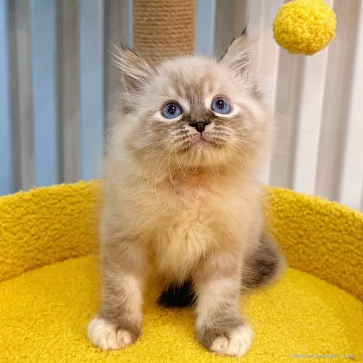 ID：2406-02239の子猫