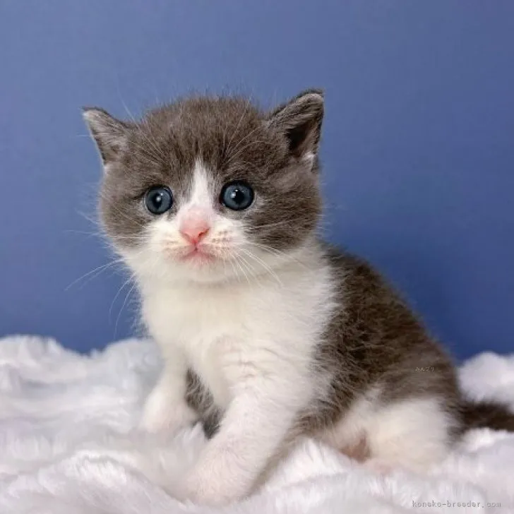 ID:2309-02716の子猫
