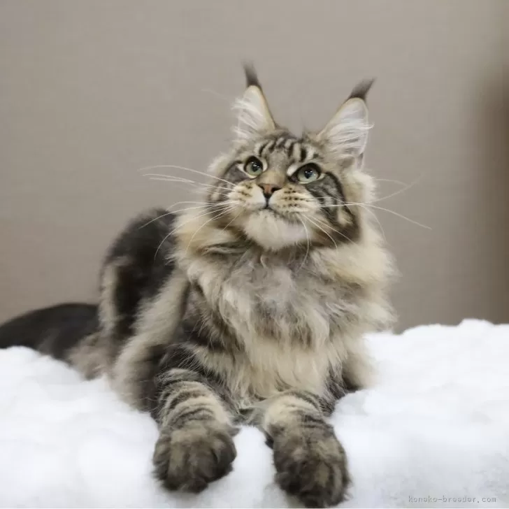 ID:2409-01772の子猫