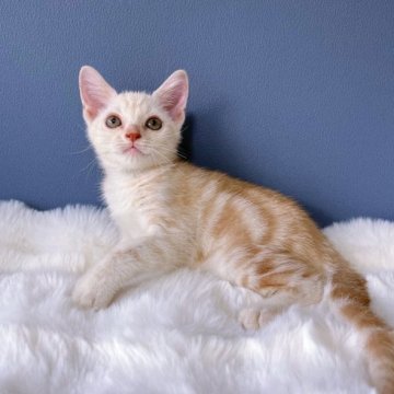 カメオ系のアメリカンショートヘアの子猫を探す｜ブリーダー直販の子猫