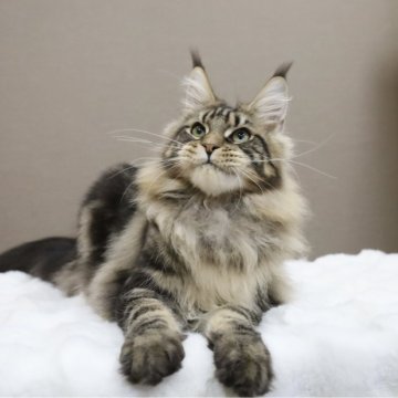 メインクーン【東京都・男の子・2023年12月28日・ブラウンタビー】の写真「外産血統🐯CFA Best Kitten賞」