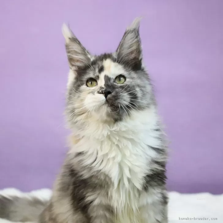 ID:2412-02248の子猫
