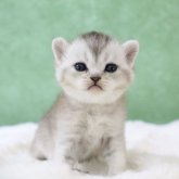 ブリティッシュショートヘア