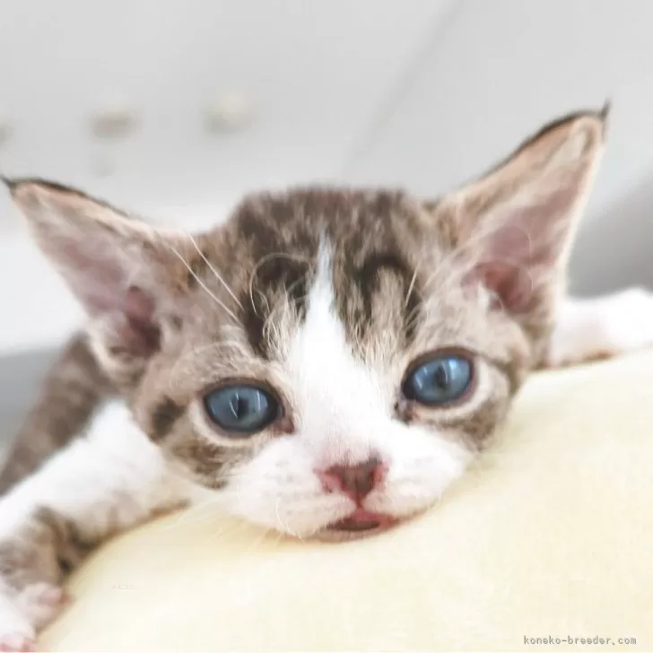 ID:2504-00850の子猫