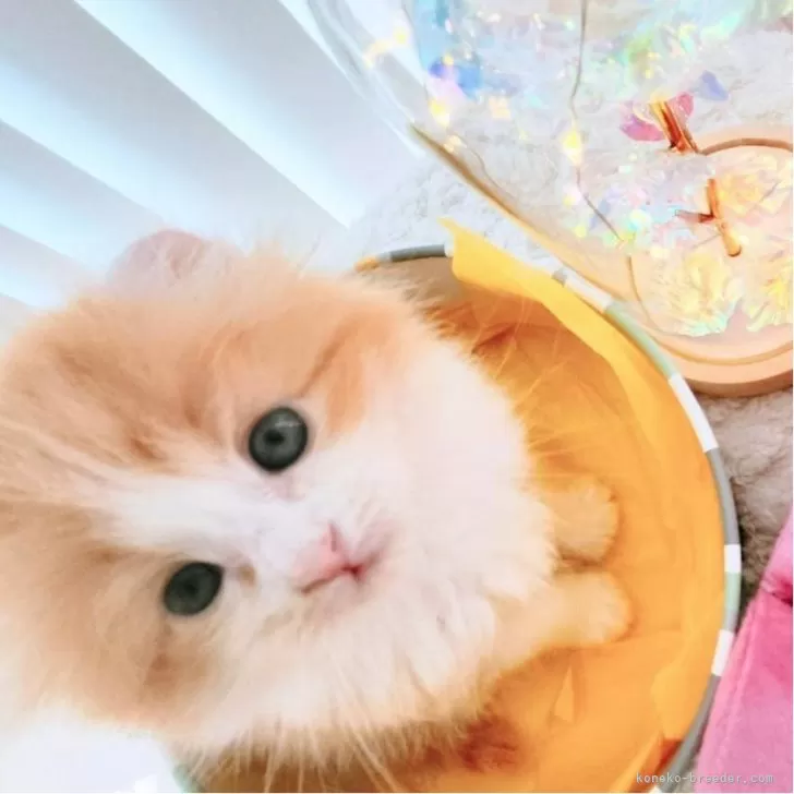 ID:2504-01497の子猫