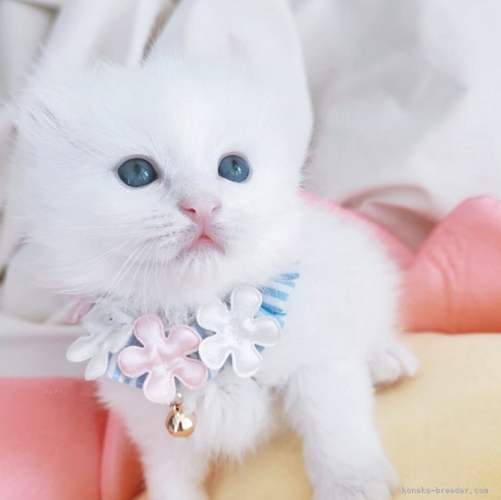 ケイ 様のお迎えした子猫