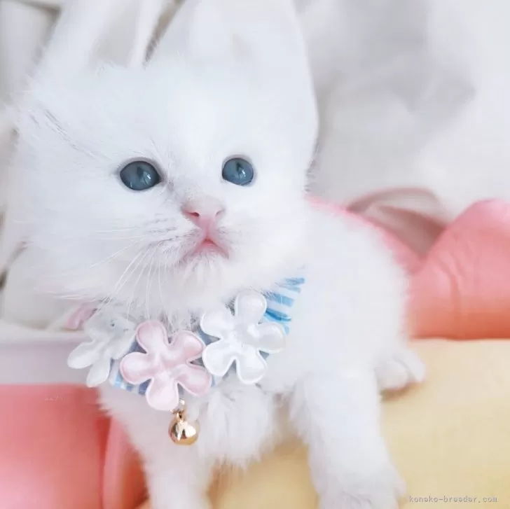 ID:2504-00647の子猫