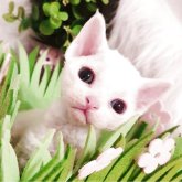 デボンレックス
