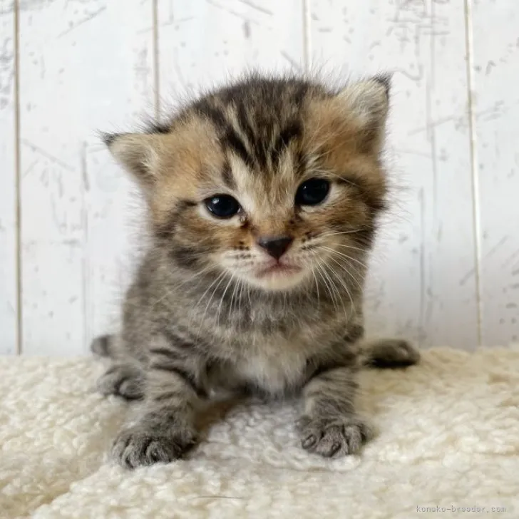 ID:2305-00323の子猫