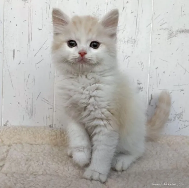 K.Ｉ 様のお迎えした子猫