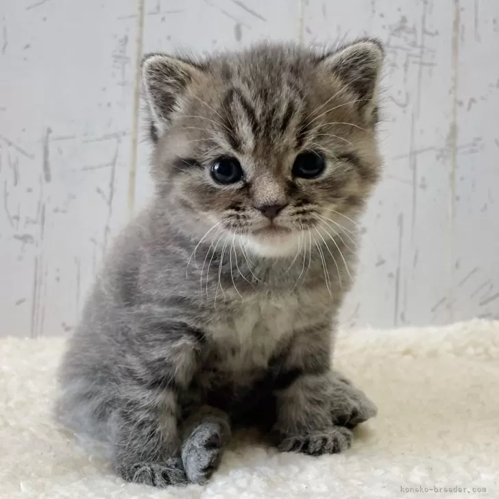 ID:2412-00733の子猫