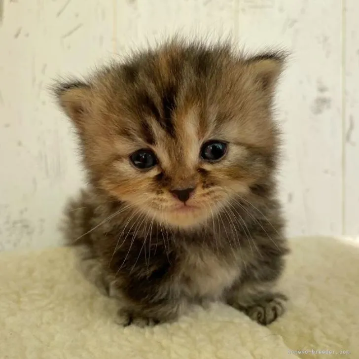 ID:2211-00812の子猫