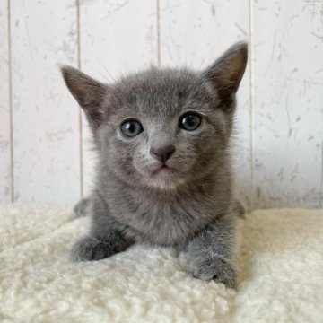 ロシアンブルー【千葉県・女の子・2023年2月13日・ブルー】の写真「おっとりのんびり屋な美猫ちゃん♪」