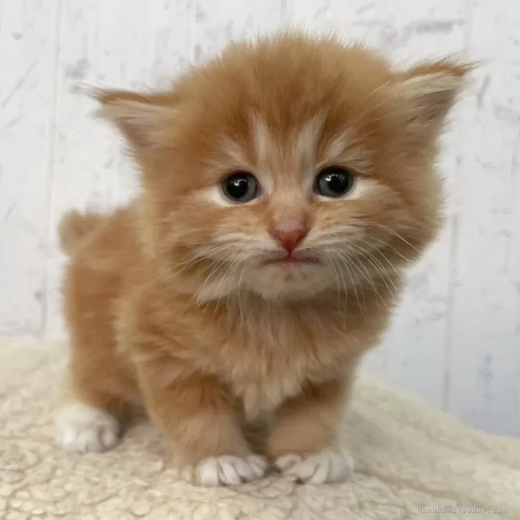 ID:2412-02603の子猫