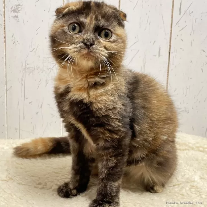 ID:2503-01503の子猫