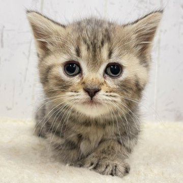 マンチカン(短足)【千葉県・女の子・2025年3月13日・ブラウンパッチドタビー（長毛）】の写真「希少な短足マンチカンちゃん⭐︎」