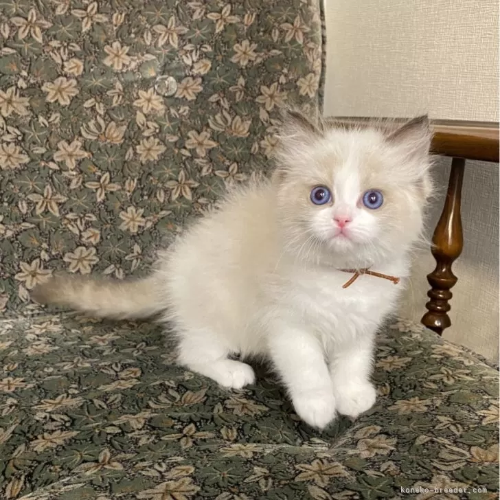 ID:2502-00577の子猫