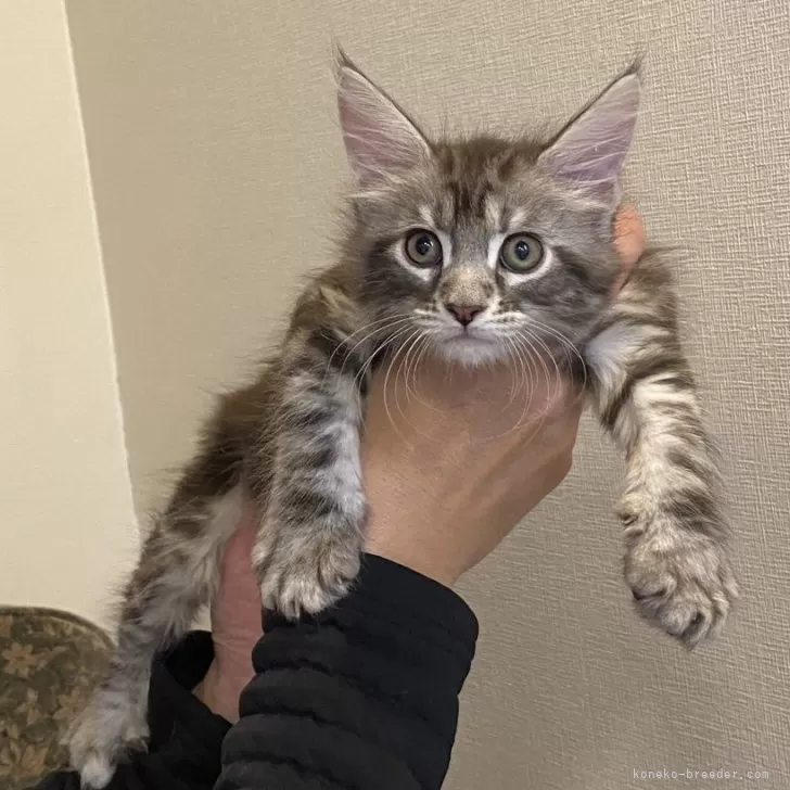 ID:2504-02141の子猫