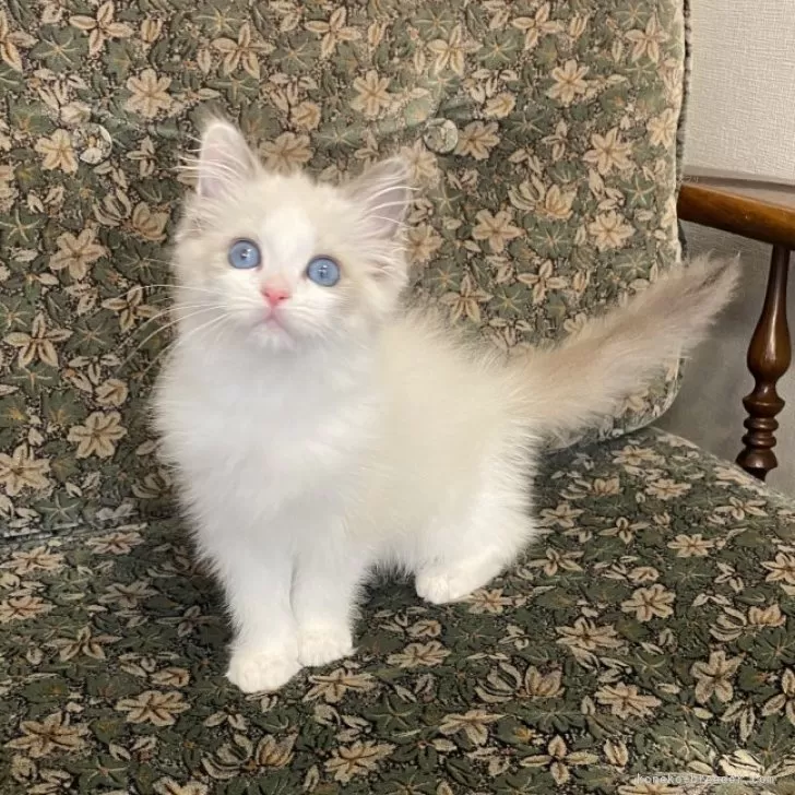 ぽてさら 様のお迎えした子猫