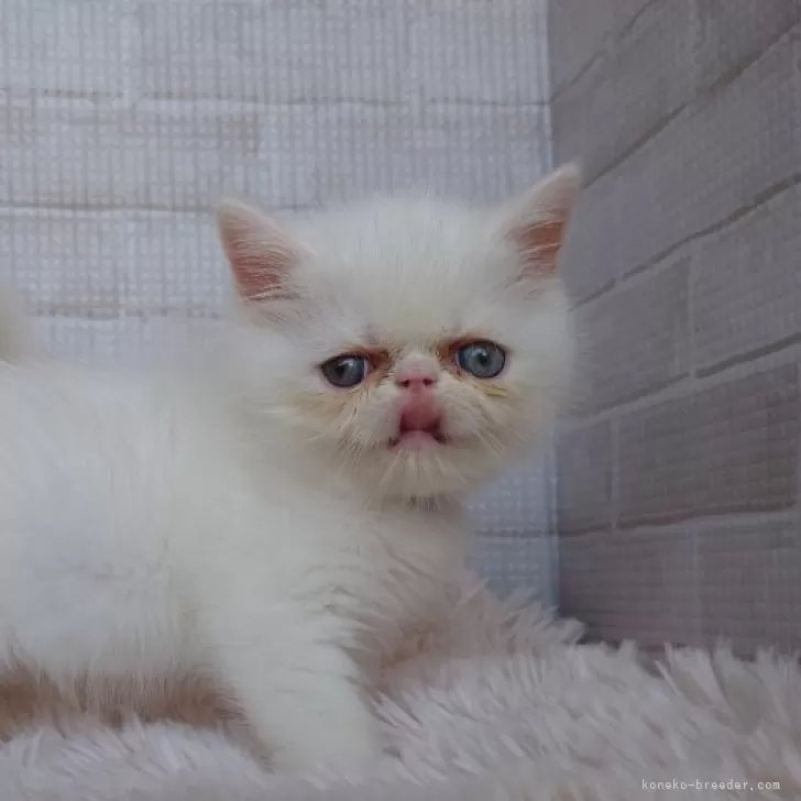 ID:2408-00316の子猫