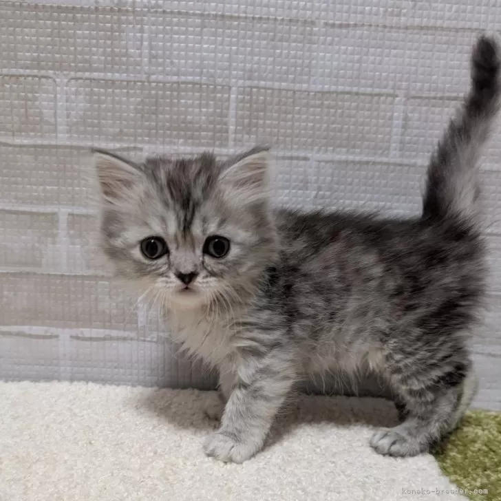 ID:2504-01795の子猫