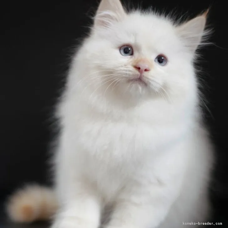 ID:2303-02978の子猫