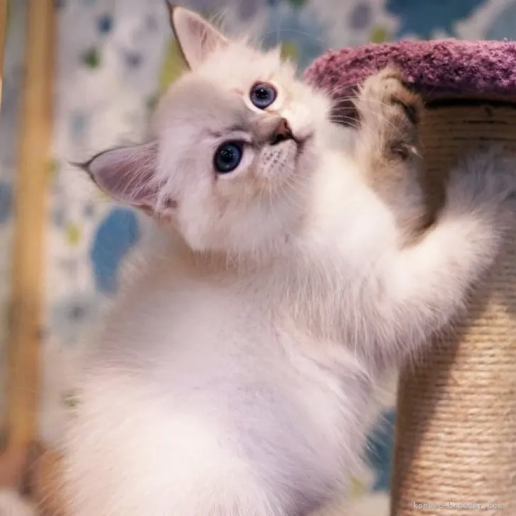 ID:2310-01184の子猫