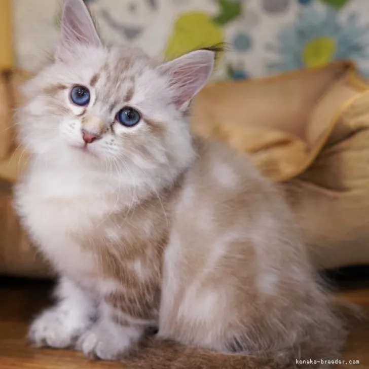 ID:2310-01186の子猫