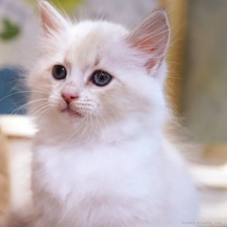 ID:2310-01187の子猫