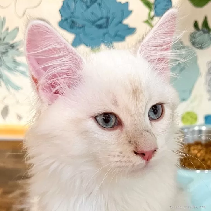 ID:2411-01348の子猫