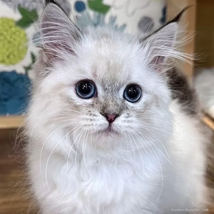 ID:2312-02421の子猫