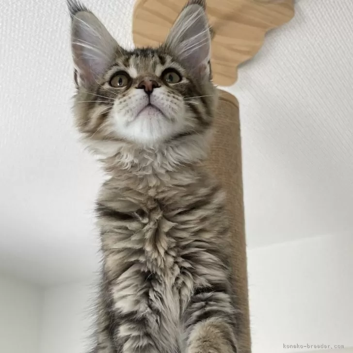 ID:2404-00497の子猫