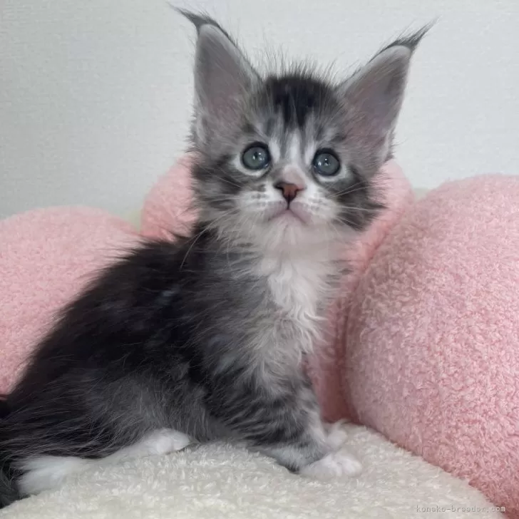 ID:2404-00500の子猫