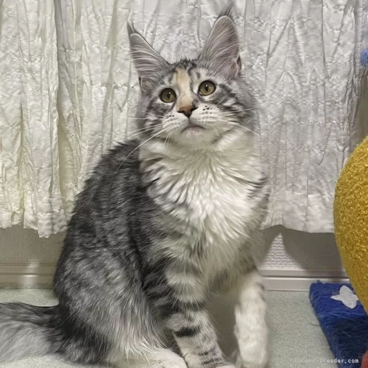 ID:2501-02586の子猫