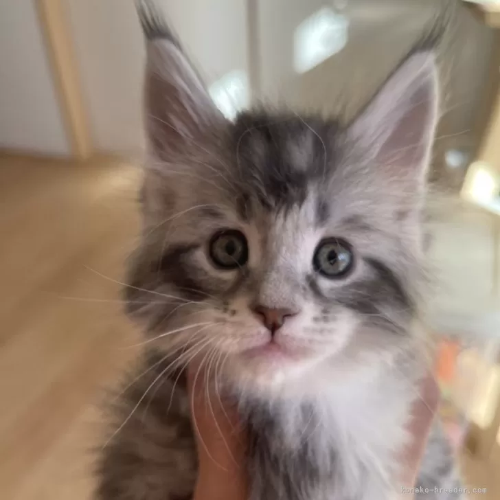 ID:2501-00205の子猫