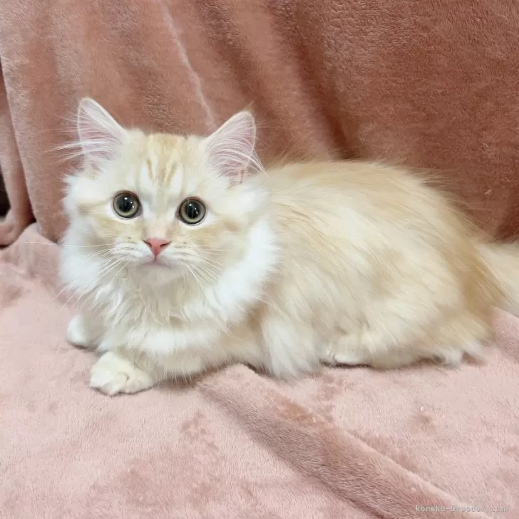 ID:2411-01248の子猫