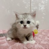 ミヌエット(長足)