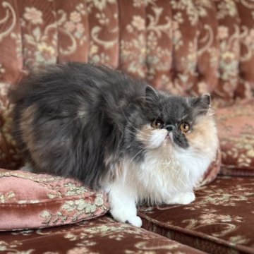 京都府のエキゾチックショートヘアの子猫を探す｜ブリーダー直販の子猫