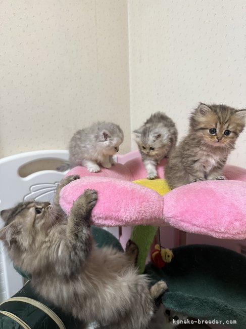 子猫に合わせた高さのキャットタワーや沢山のオモチャで遊び、走り回っています✨️｜茂泉　弥生(もいずみ　やよい)ブリーダー(千葉県・ペルシャ(チンチラ)など・ICC登録)の紹介写真7