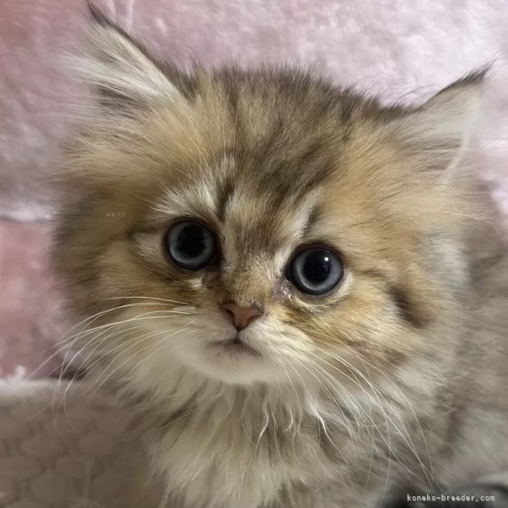 凪 様のお迎えした子猫