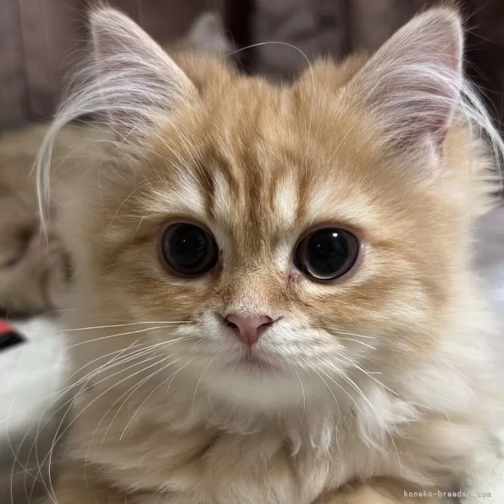 ID:2402-00701の子猫