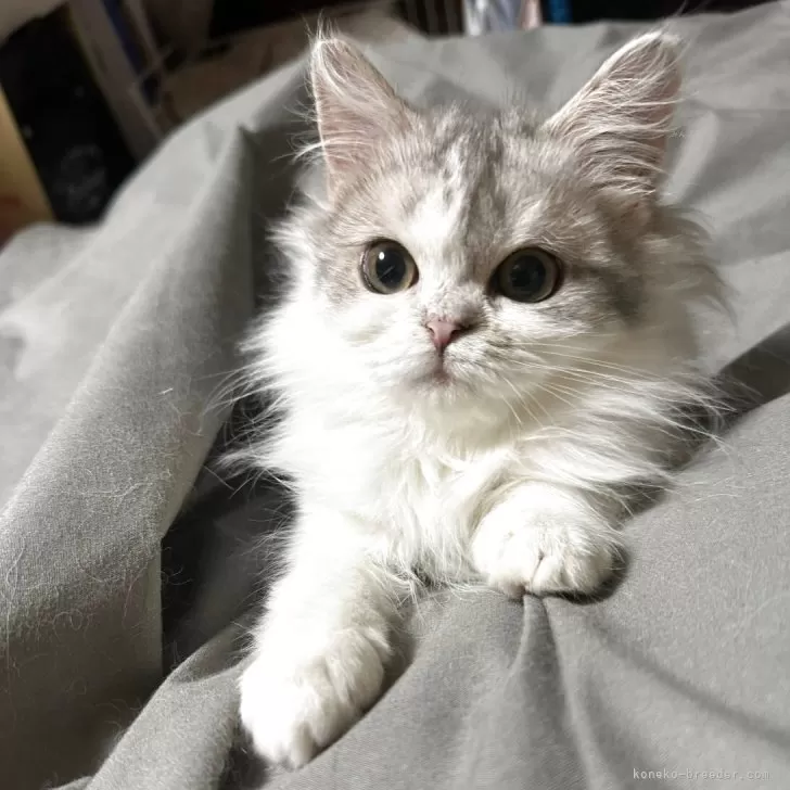 ID:2504-01567の子猫