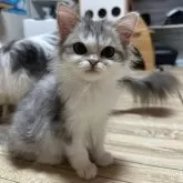 ミヌエット(長足)
